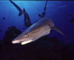 Up Close and Personal/
I was using a Nikonos V with a 15... by Patrick Pon 